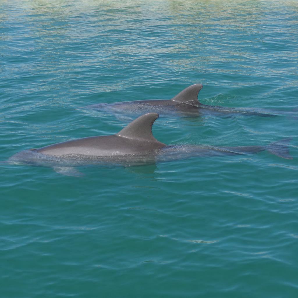 Dolphin & Sandbar Tour