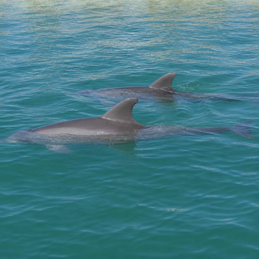Dolphin Tours